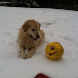 Daisy the dog enjoys the snow