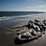 A whale of a sculpture