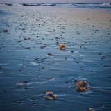 Low tide shell field at dusk