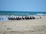Pelican gathering at Portsmouth Island. 