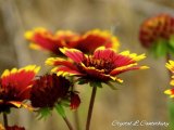 Joe Bells in bloom! Come out and see Crystal's photos on Wednesday night! 