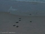 Tiny Turtles!