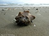 Winter winds = great shelling