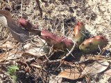 Pricklies of North Cacti-lacky