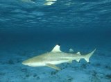 Sharks of NC Inner and Outer Banks