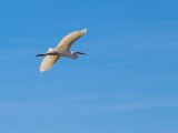 Potscard Egret
