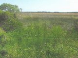 Coastal Land Trust Acquires Land on Ocracoke Island
