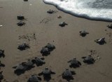 Sea Turtles Love Ocracoke