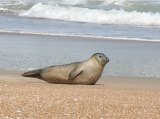 A healthy harbor seal (Phoca vitulina) in “banana” posture. 

