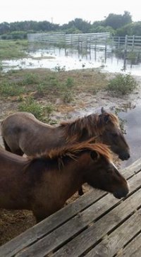 Puddle ponies!