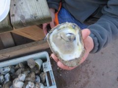 Food Friday: Oysters