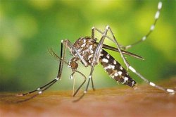 The Asian Tiger Striped Mosquito is a relative newcomer.
