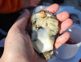 Oyster and Crab -- a perfect combination!