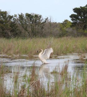 Swan Marsh