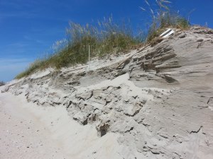 Dune erosion where a turtle nest was located