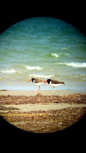 Oyster catchers! The adult is a male who has nested on South Point since 2007. The fledgling is not banded.