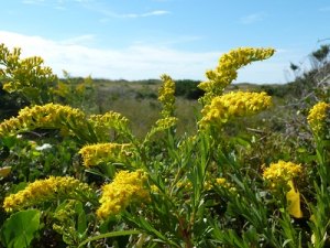 Biologists say goldenrod is unfairly blamed for reactions caused by the less vivid ragweed.  