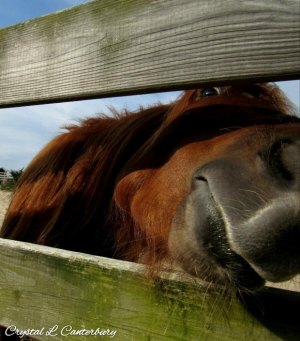 Ocracoke Pony to Race in Derby