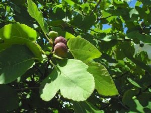 Figs are getting ripe, and the Ocracoke Fig Fest is coming up August 12th-13th!