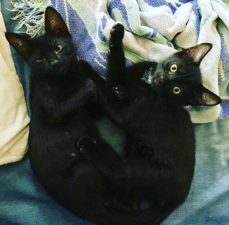 Cutest Ocrakittens ever!! These two are the official Ocracoke Current staff cats, Pepper and Skipper. 