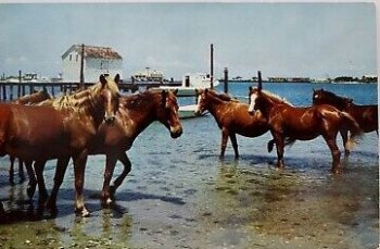 Vintage Ocracoke postcard