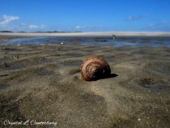 Post-storm shelling is the best!