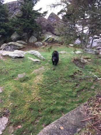 One of the bears in the animal enclosure at Grandfather Mountain.
