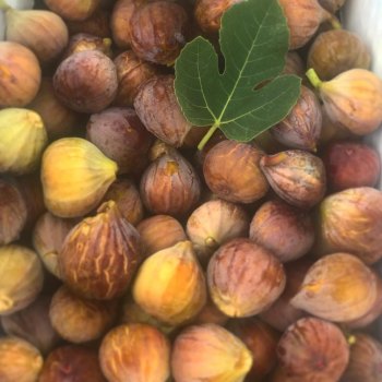 Figs! Ocracoke's favorite fruit is getting ripe. Look for sweet and savory fig dishes on local menus. Celebrate figginess at the Fig Festival on August 16-17.
