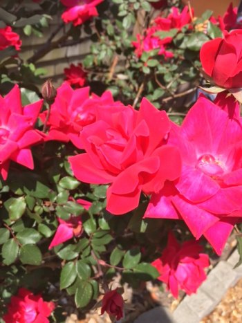Roses love Ocracoke. 