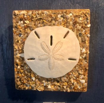 Sand dollar mounted on a shell hash covered cedar shingle