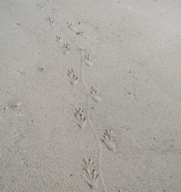 If you see gator tracks like these, please let Crystal know!