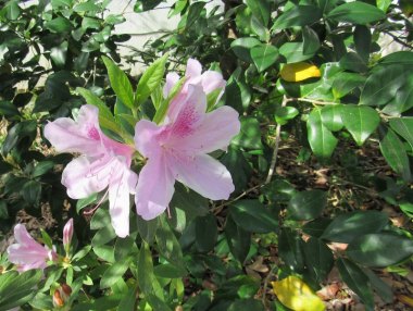 The azaleas are beginning to bloom! 