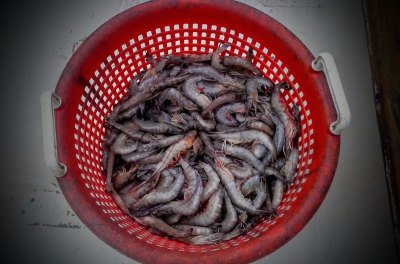 A basket of greentail shrimp represents the highest prized commercial fishery in the state.