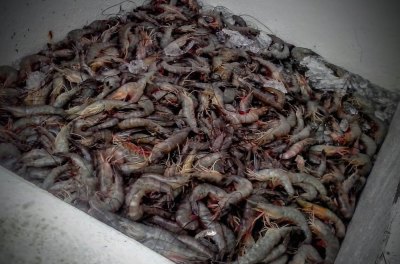Fresh-caught greentail shrimp were pulled from the waters of the Pamlico and loaded into the ice hole by the crew aboard Trawler Brooke N Kara, out of Swan Quarter.