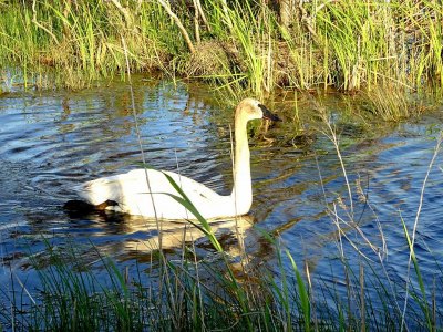 The Lonely Swan