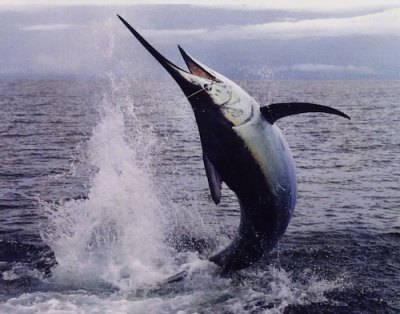 Blue Marlin Caught, Young Angler Hospitalized