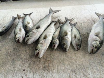 Rod and Greta's blues caught off South Point