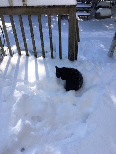 Ocrakitty isn't too sure about the snow.
