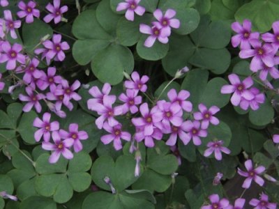 Oxalis loves the spring! It's blooming all over the island, but will wilt and droop when temperatures rise. I can identify. 