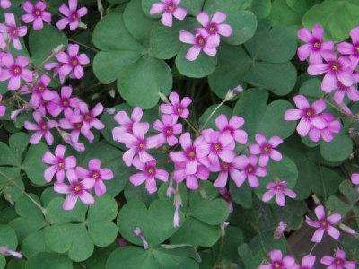 Oxalis, also called wood sorrel or shamrock, is one of Ocracoke's early spring bloomers. Look for it all over the island!