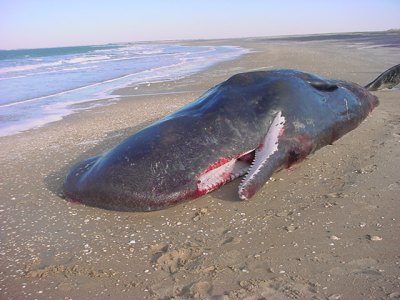 Carcass of a 33' male sperm whale ashore on Cape Lookout in 2004.