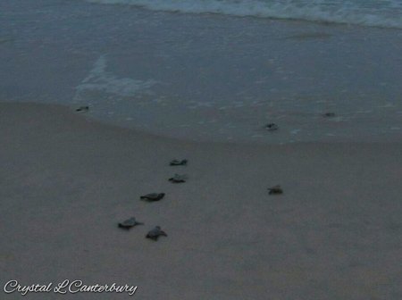 Tiny Turtles!