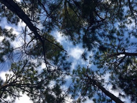 Blue sky, clouds, and pines at the NPS Nature Trail