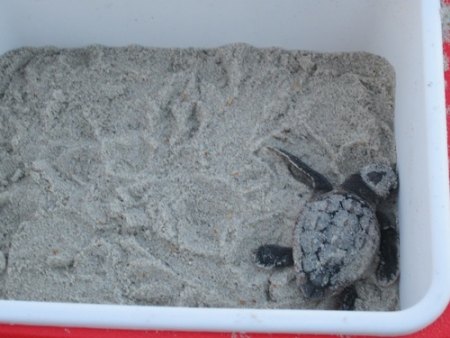 Waiting for the sun to go down, the little turtle practiced using his flippers in the cooler.