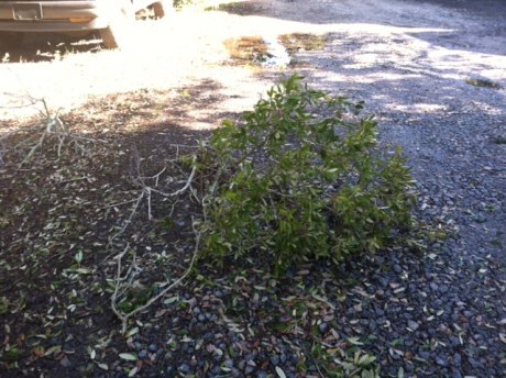Tree branches in my driveway. 