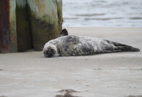 A juvenile Gray seal (Halichoerus grypus) rests by pilings at Oregon Inlet. 
