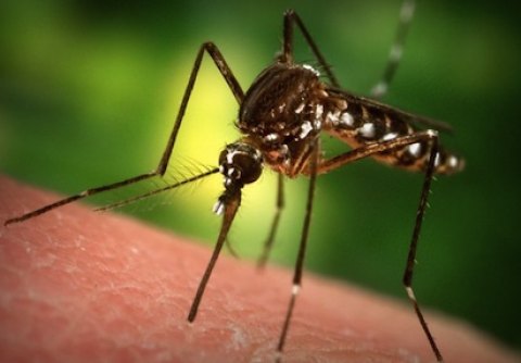 Endangered Mosquito Discovered