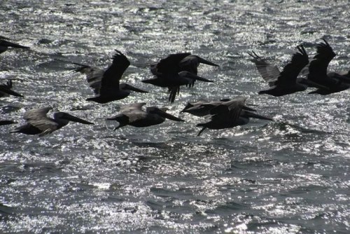 Pelicans, Cormorants, & Loons! Oh My!