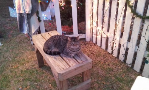 Earlier the same day. He kept watch and waited as soon as the creche was set up, so perhaps he should be called Advent Cat.
