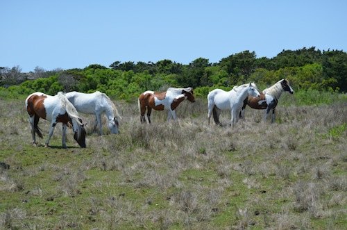Ponies everywhere! From left to right: Maya, Spirit, Lawton, Luna, and Lindeza.